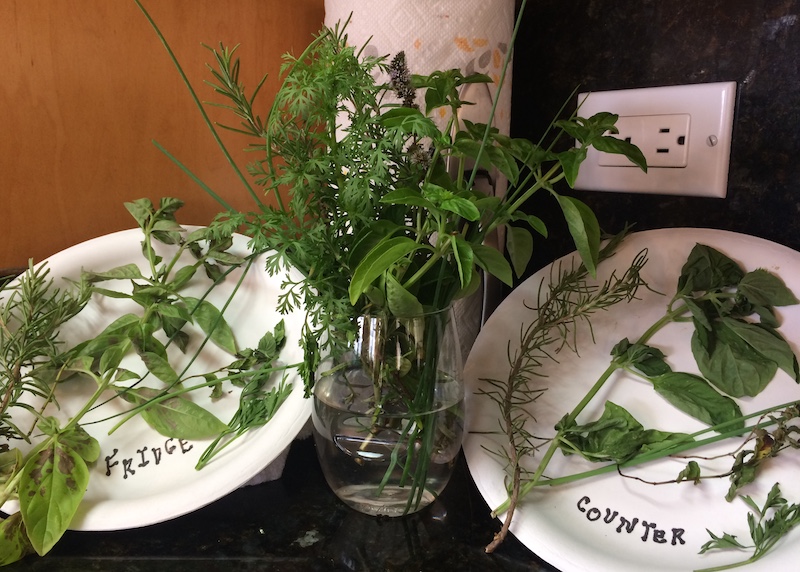 how to store fresh herbs