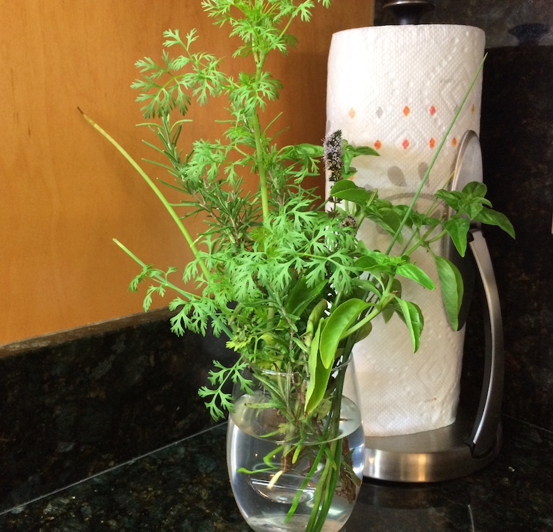 how to store fresh herbs